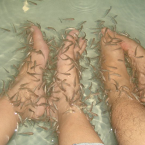 Cebu Fish Spa